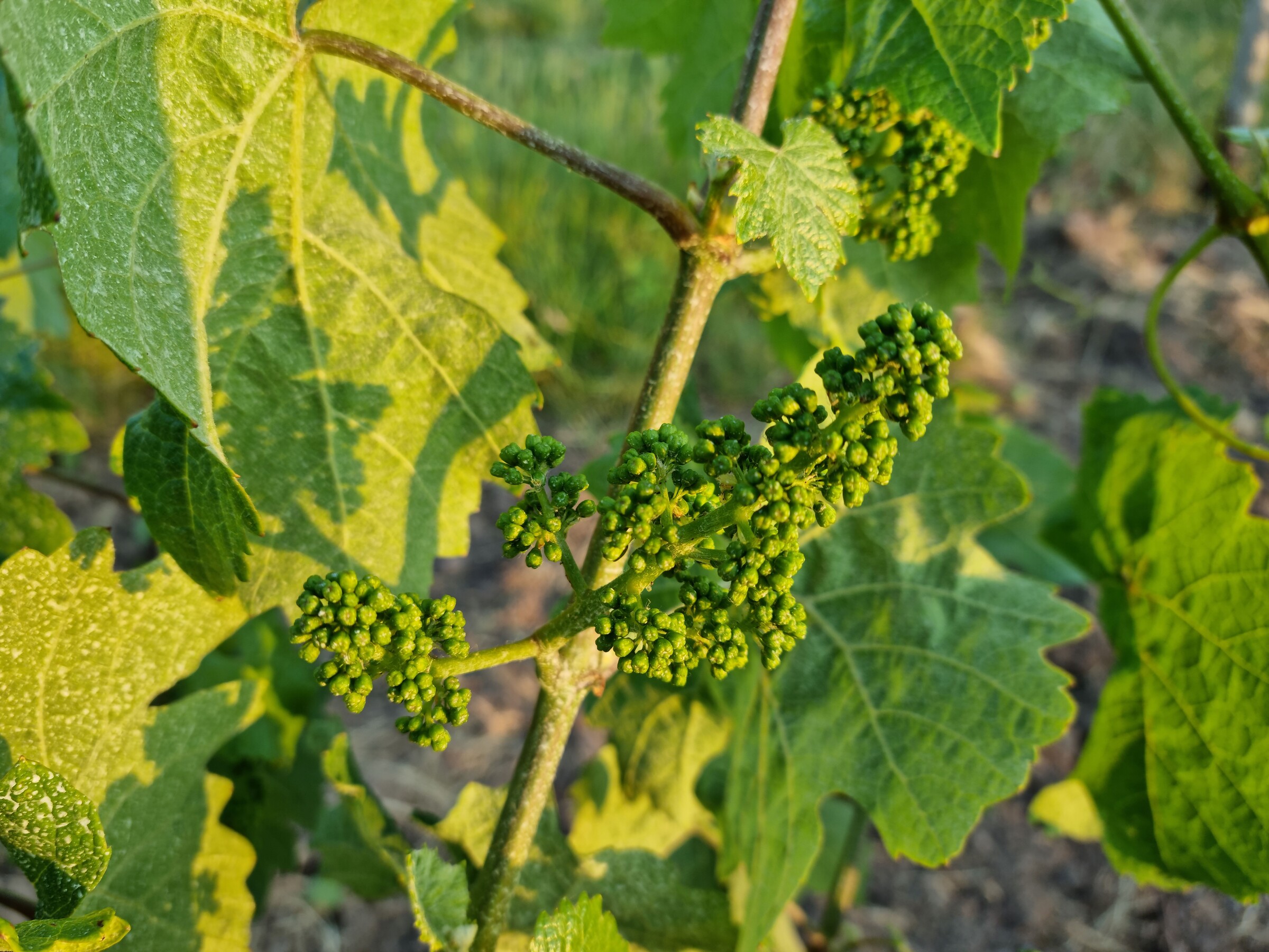 052.jpg