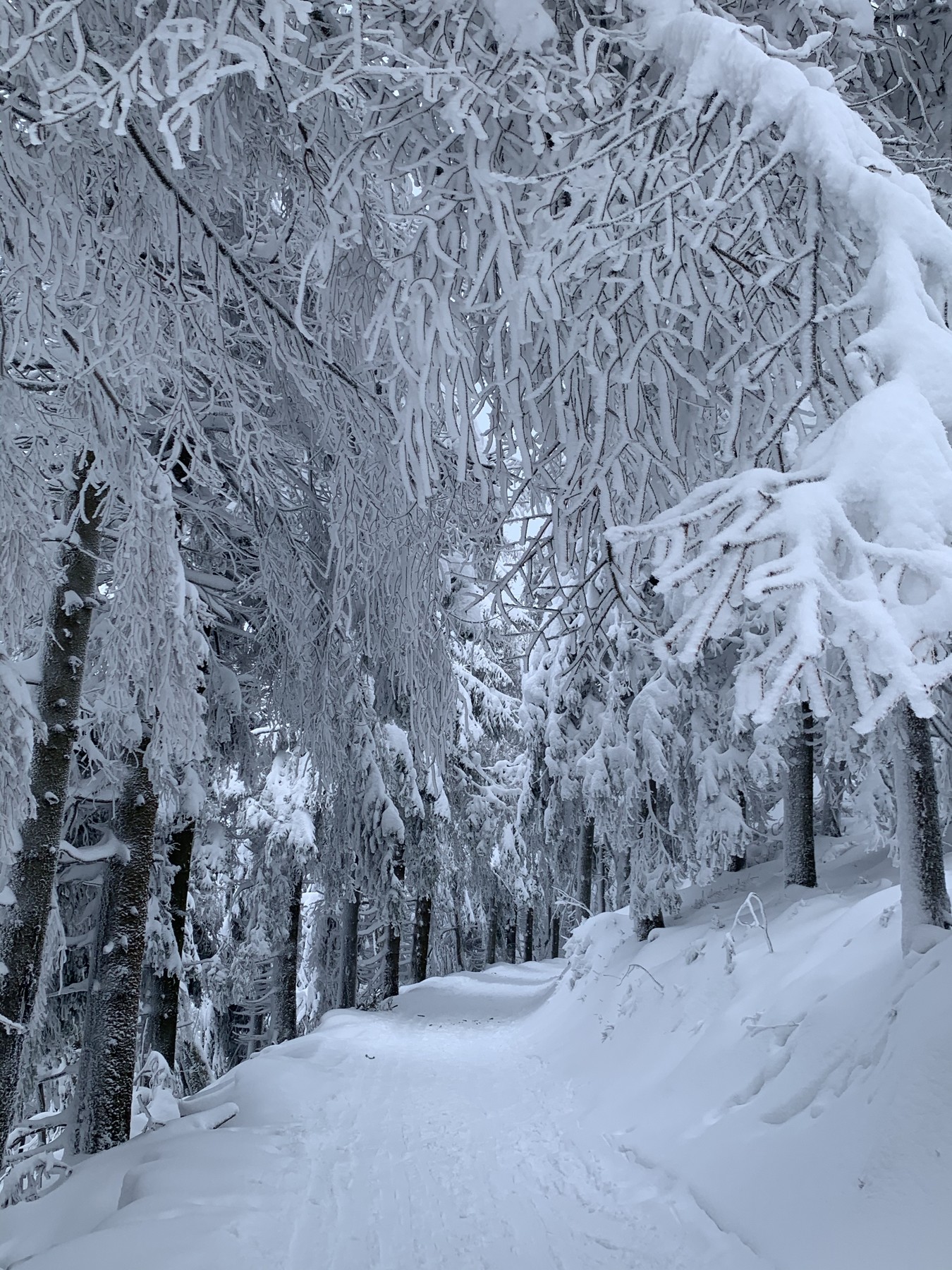 55DB3C61-DE5D-4F5B-8735-FD3E2A2D648C.jpeg