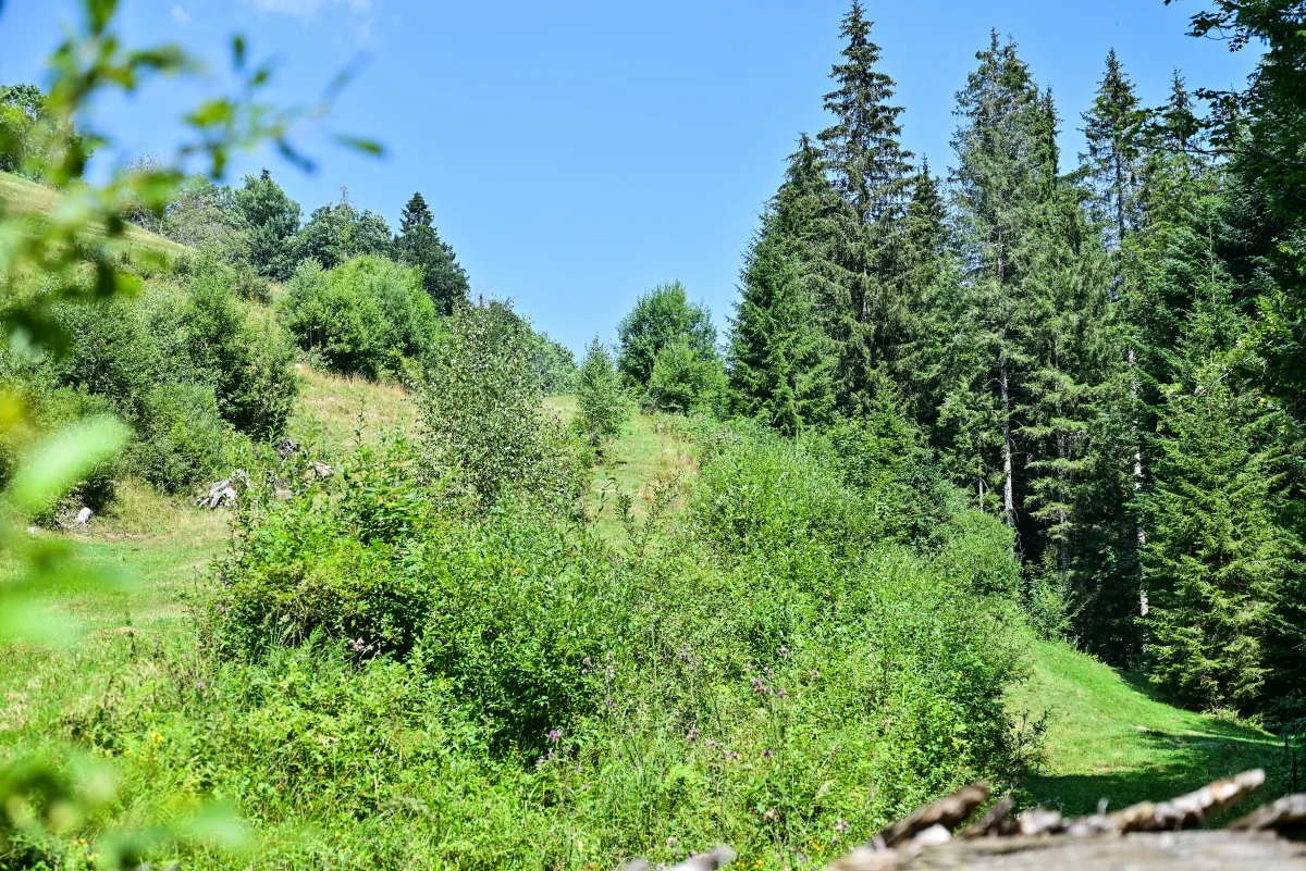 85.webp