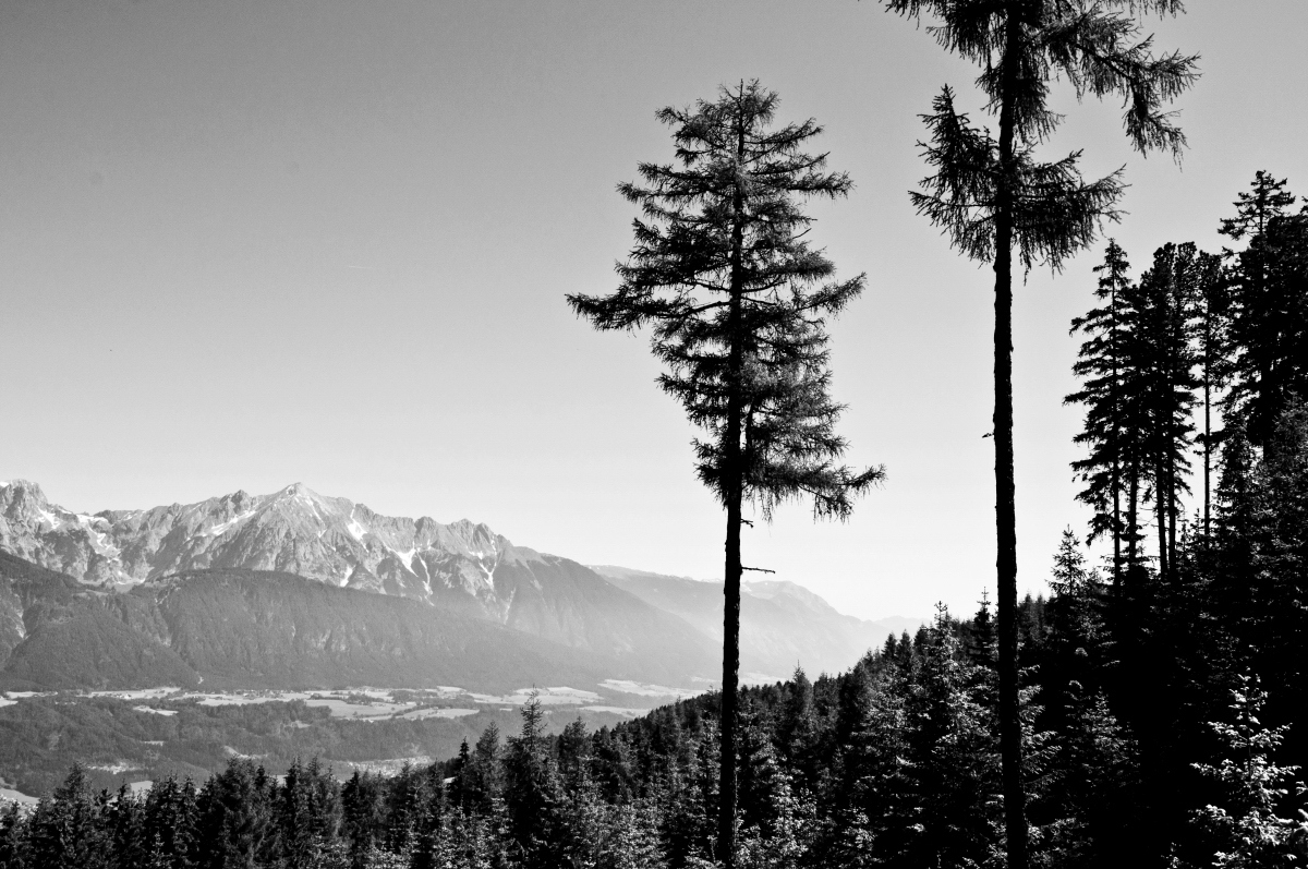 _DSC0343.jpg