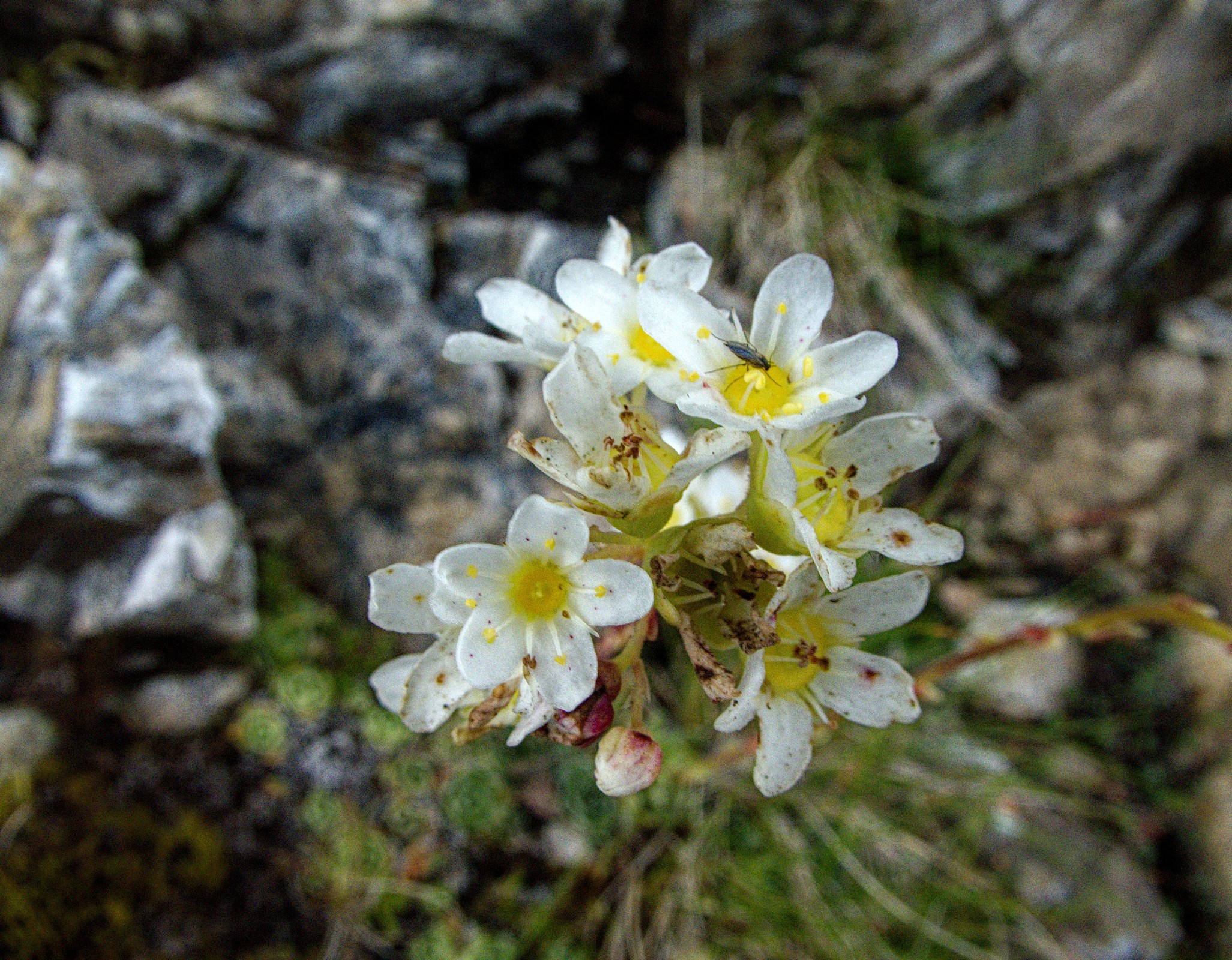 Brienzerrothorn2 034.jpg