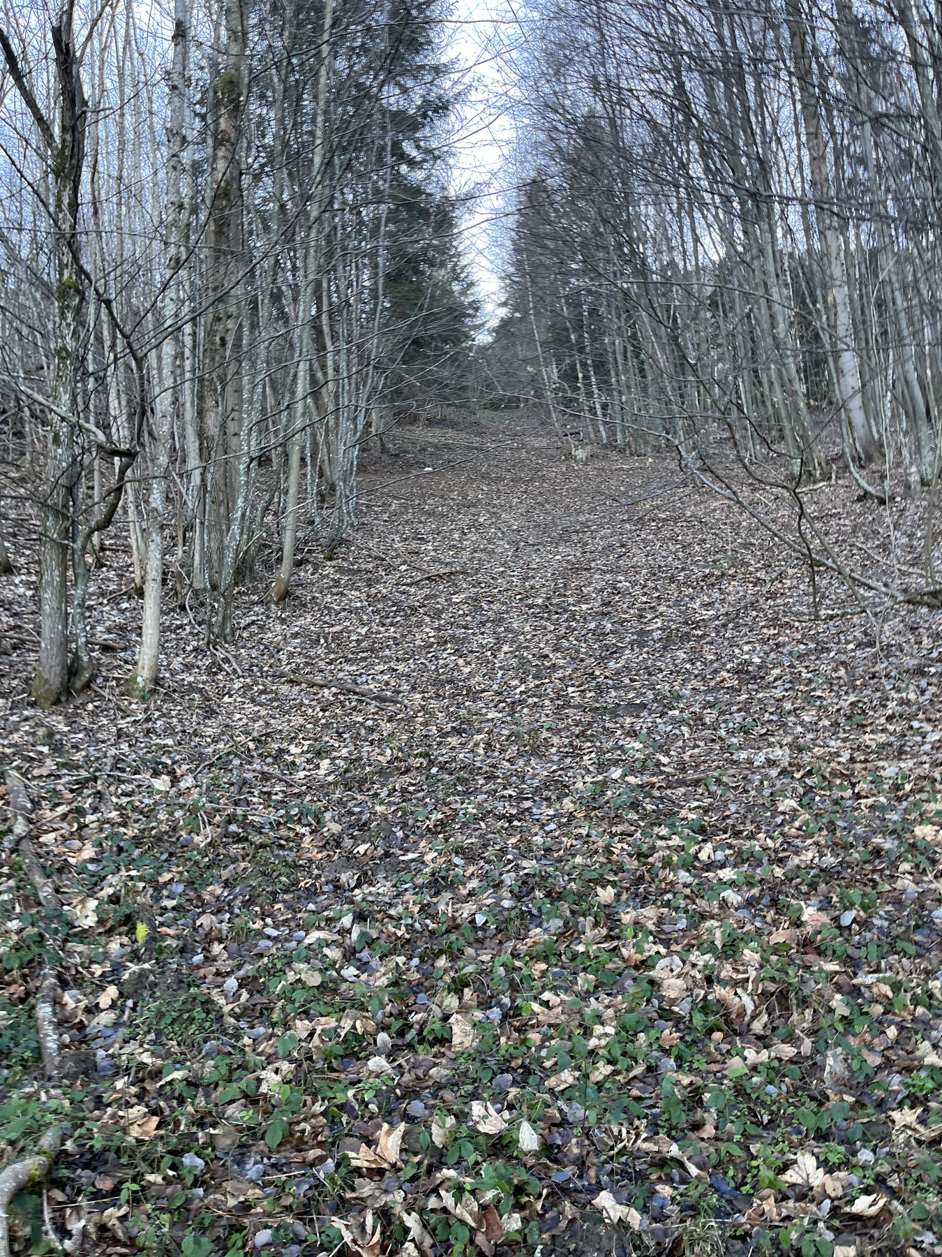 C49981EB-51D1-4FDD-9D04-66BDBA9823D4.jpeg
