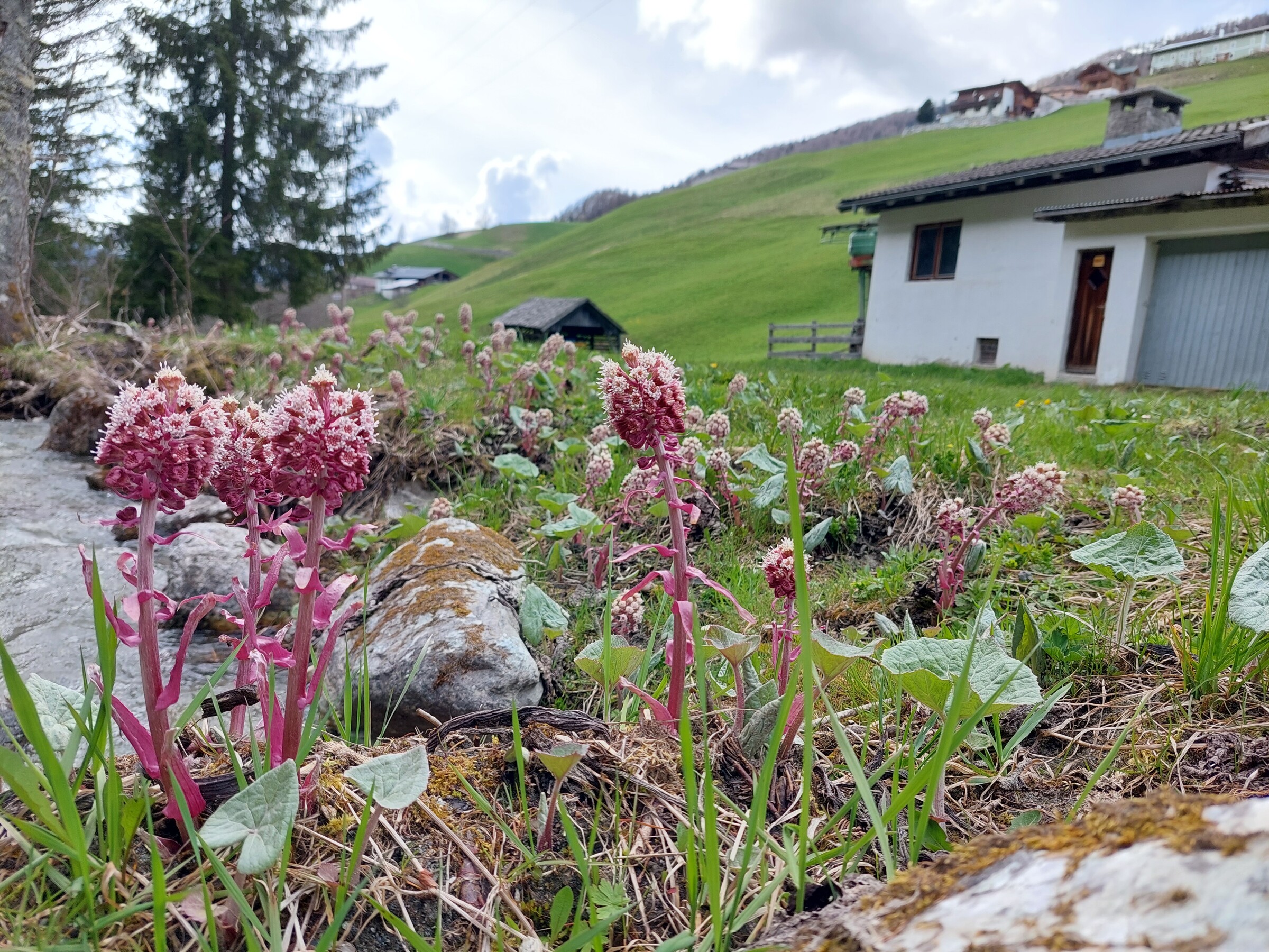 Frühling (5).jpg