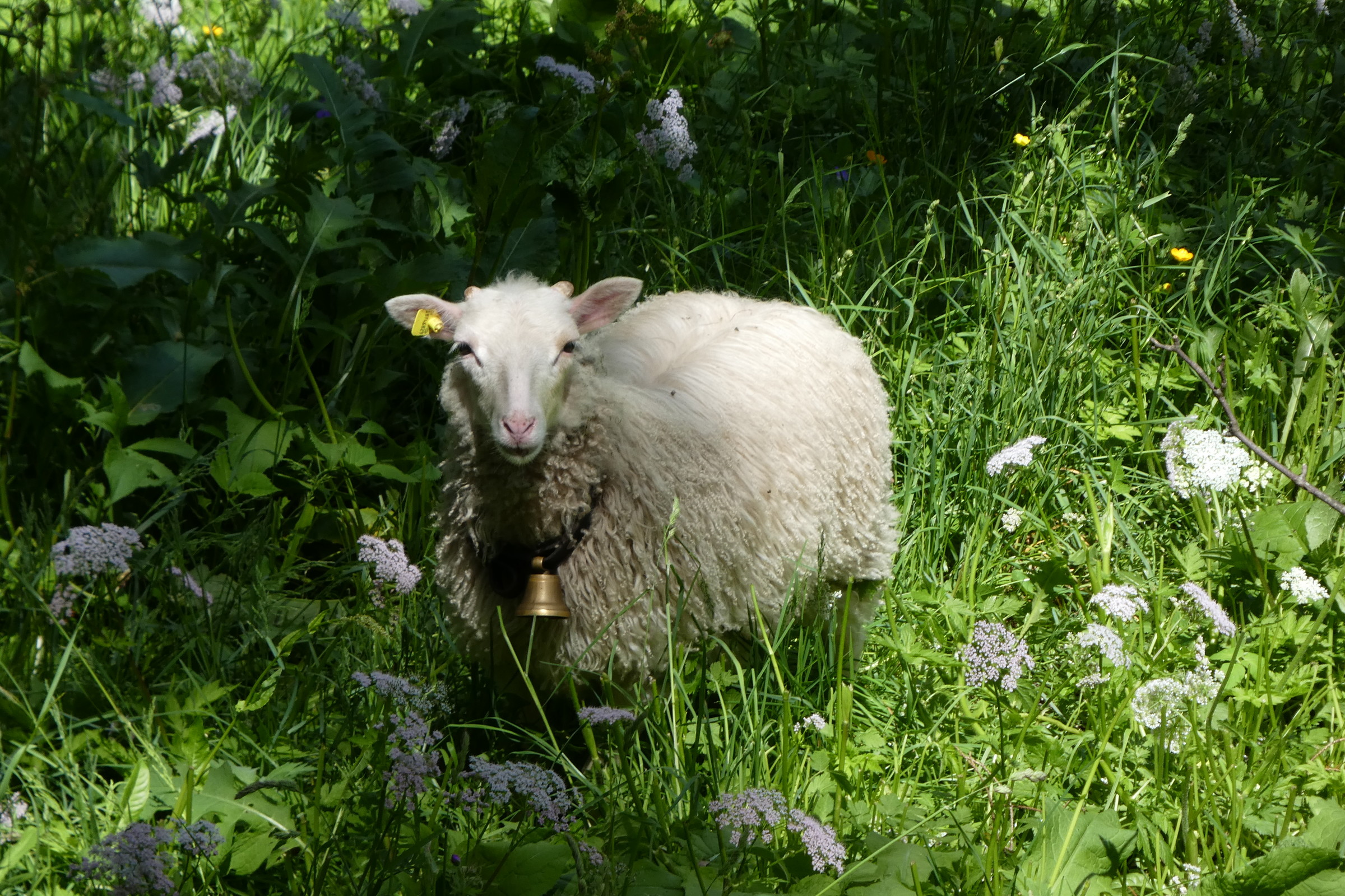 Grindelwald juni 007.JPG