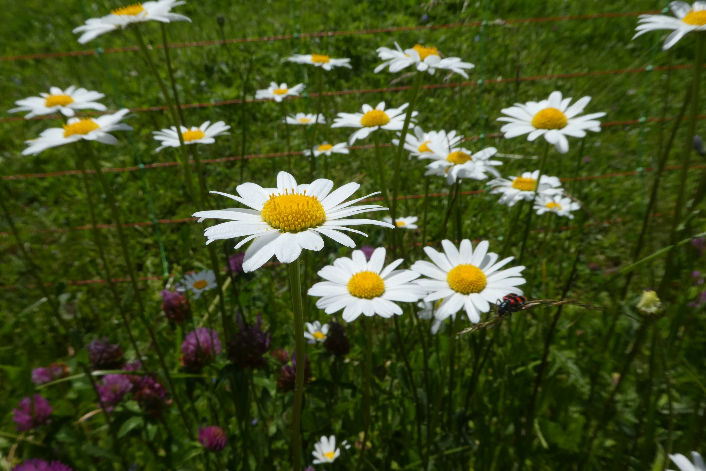 Grindelwald juni 014.JPG