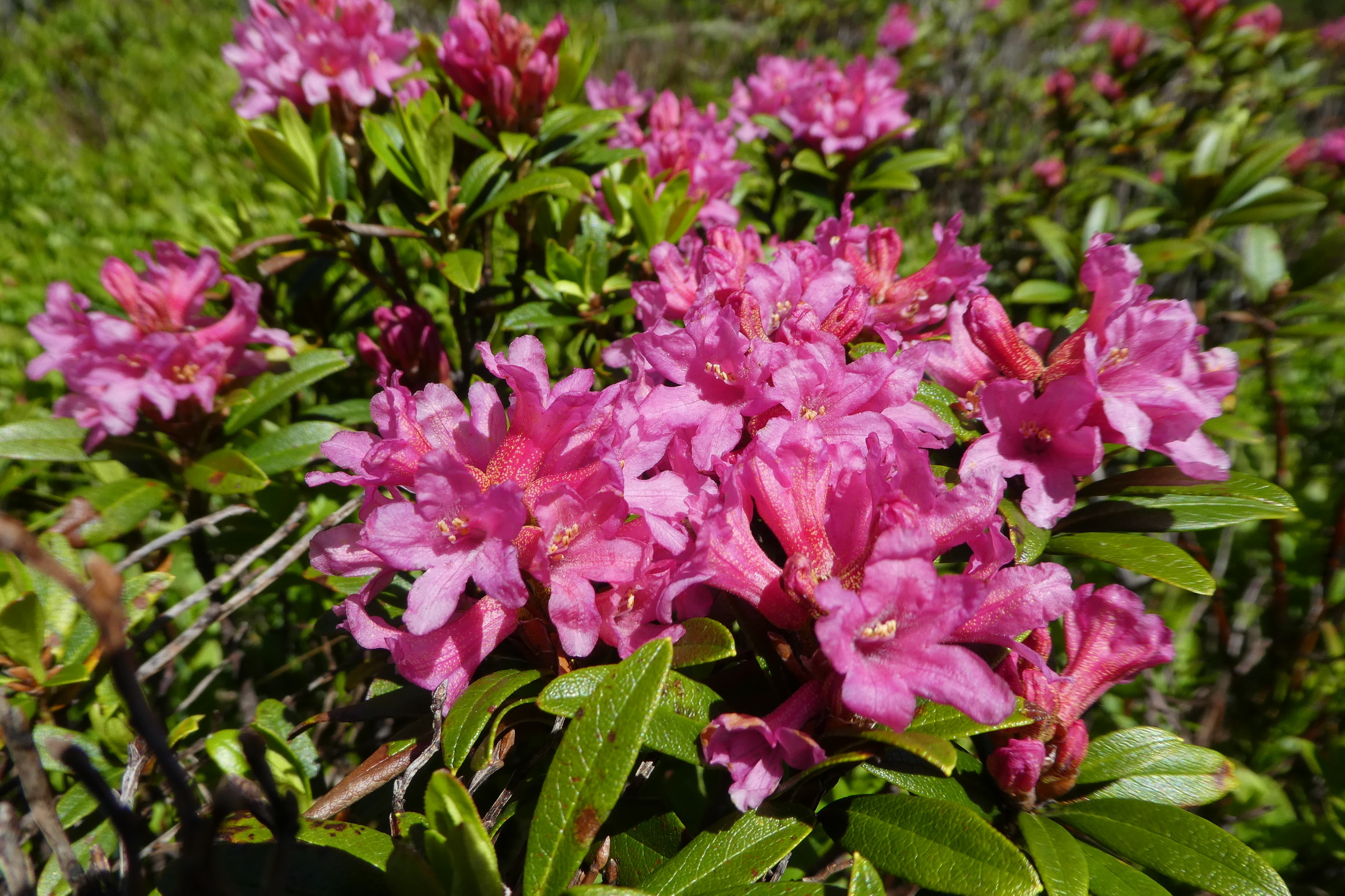Grindelwald juni 085.JPG