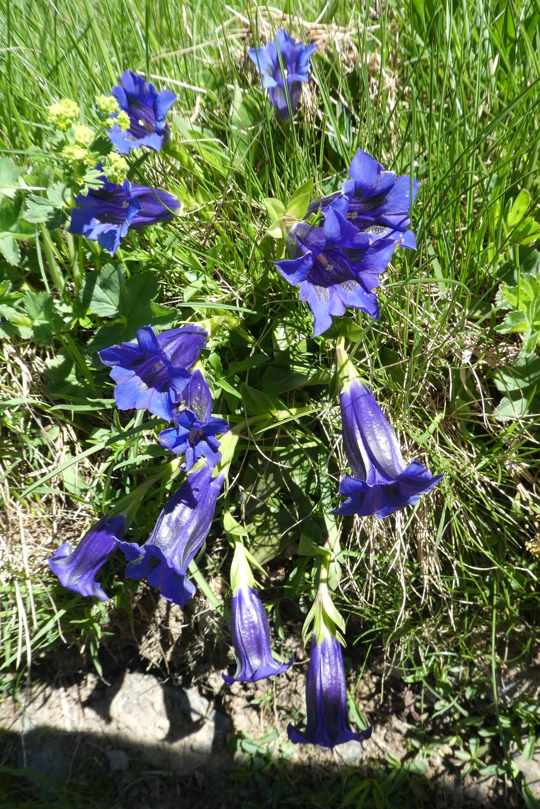 Grindelwald juni 094.JPG