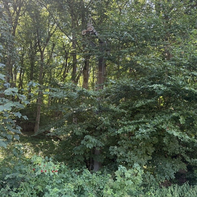 IMG_5156.jpeg