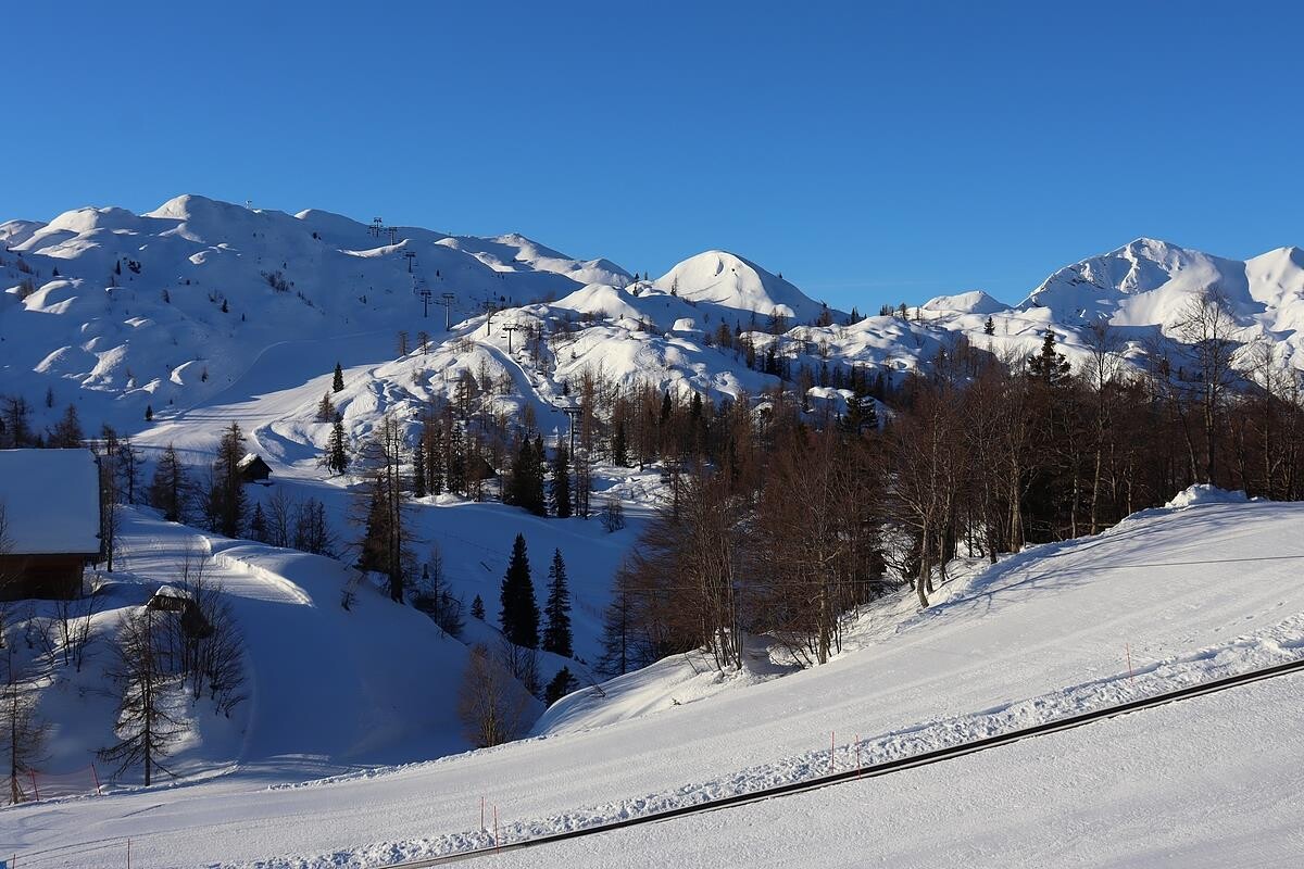 vogel08.jpg