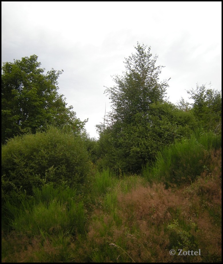 dscn43491ydo3.jpg