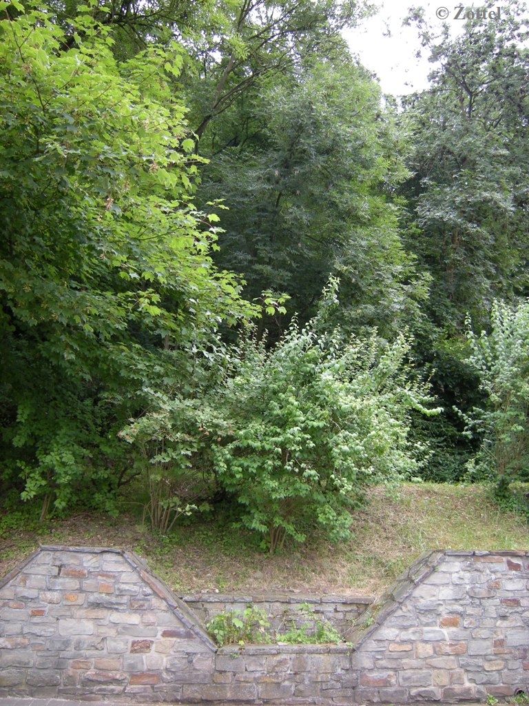 dscn74806jj0b.jpg