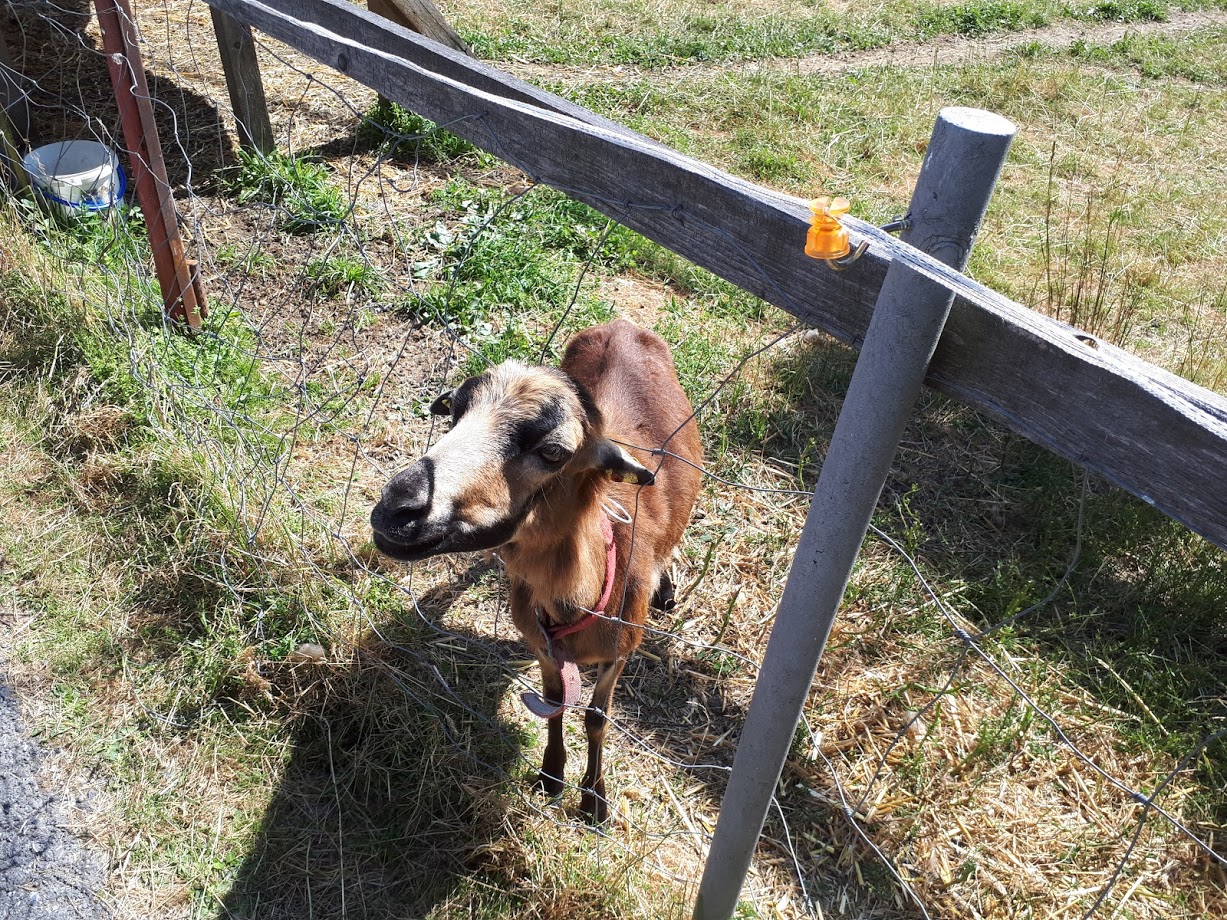 20180729_154219obkrk.jpg