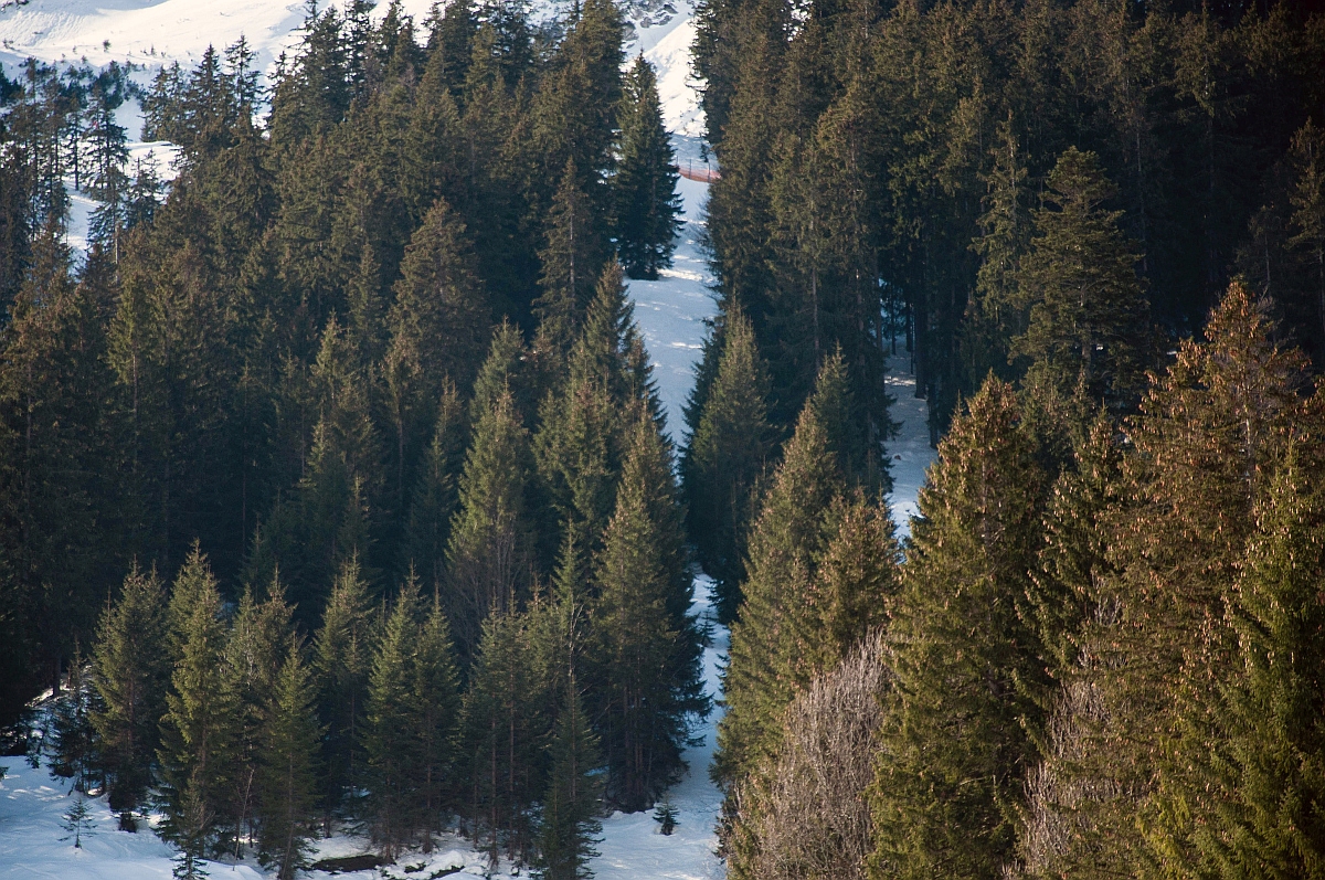 _dsc00093djfl.jpg