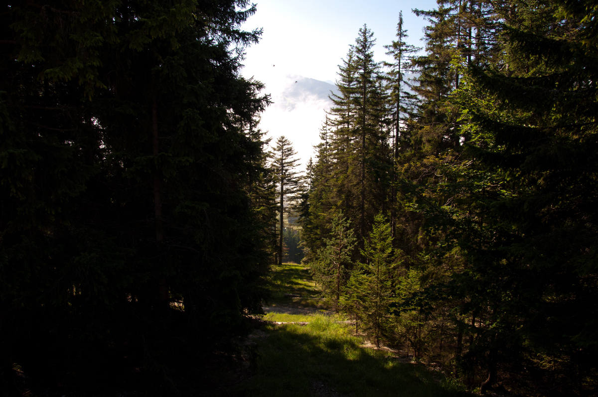 _dsc0079troih.jpg