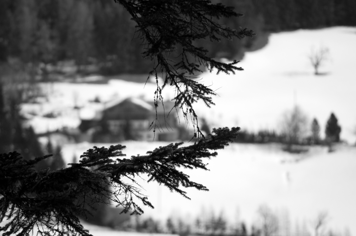 _dsc0099f3pad.jpg