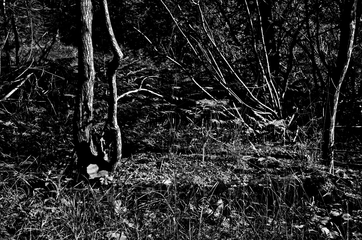 _dsc010261of5.jpg