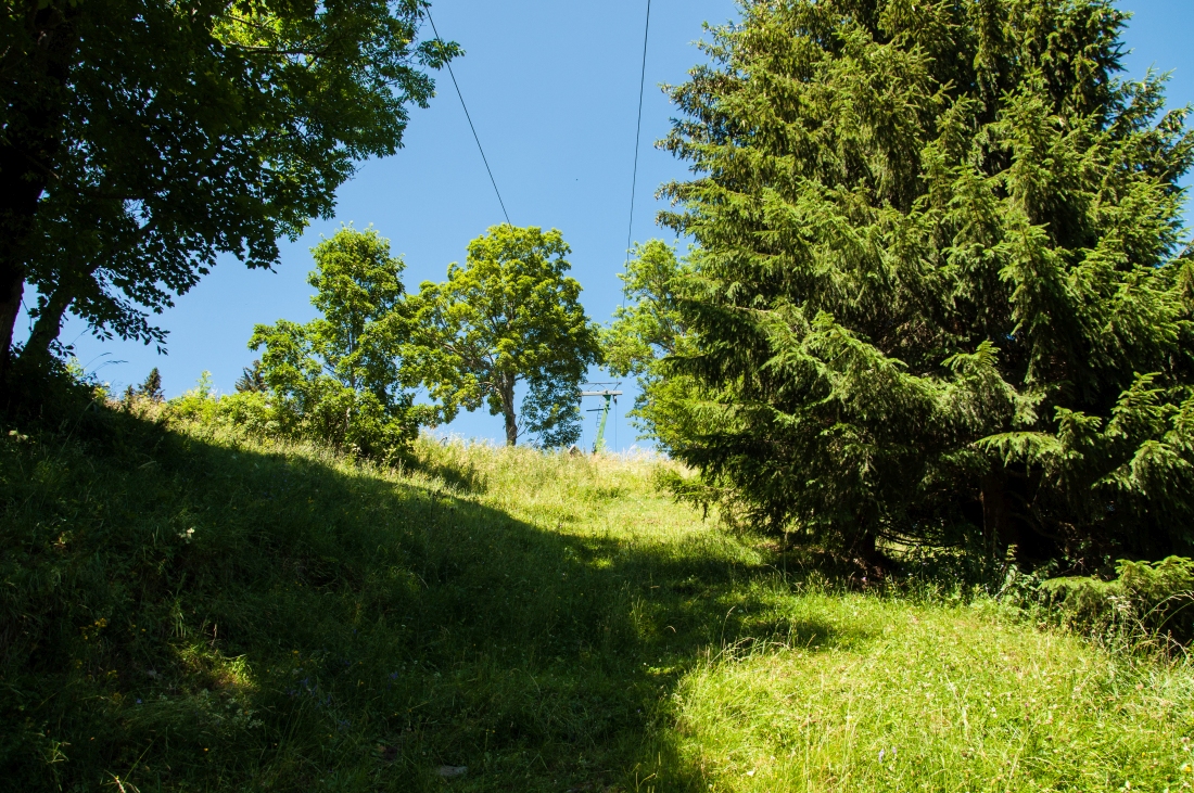 _dsc0331xfiel.jpg