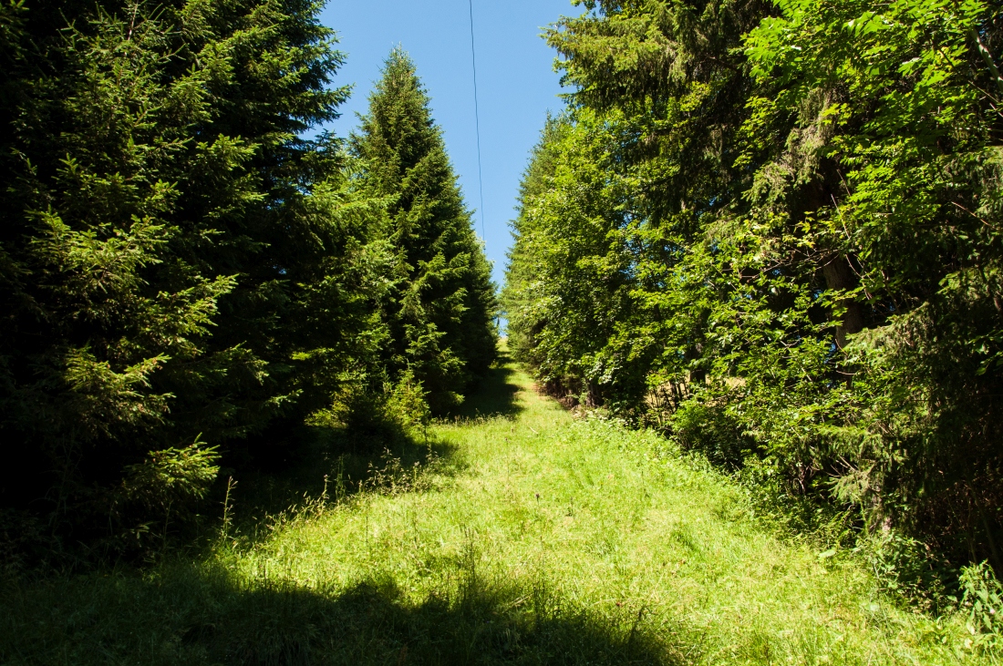_dsc03411qc1r.jpg