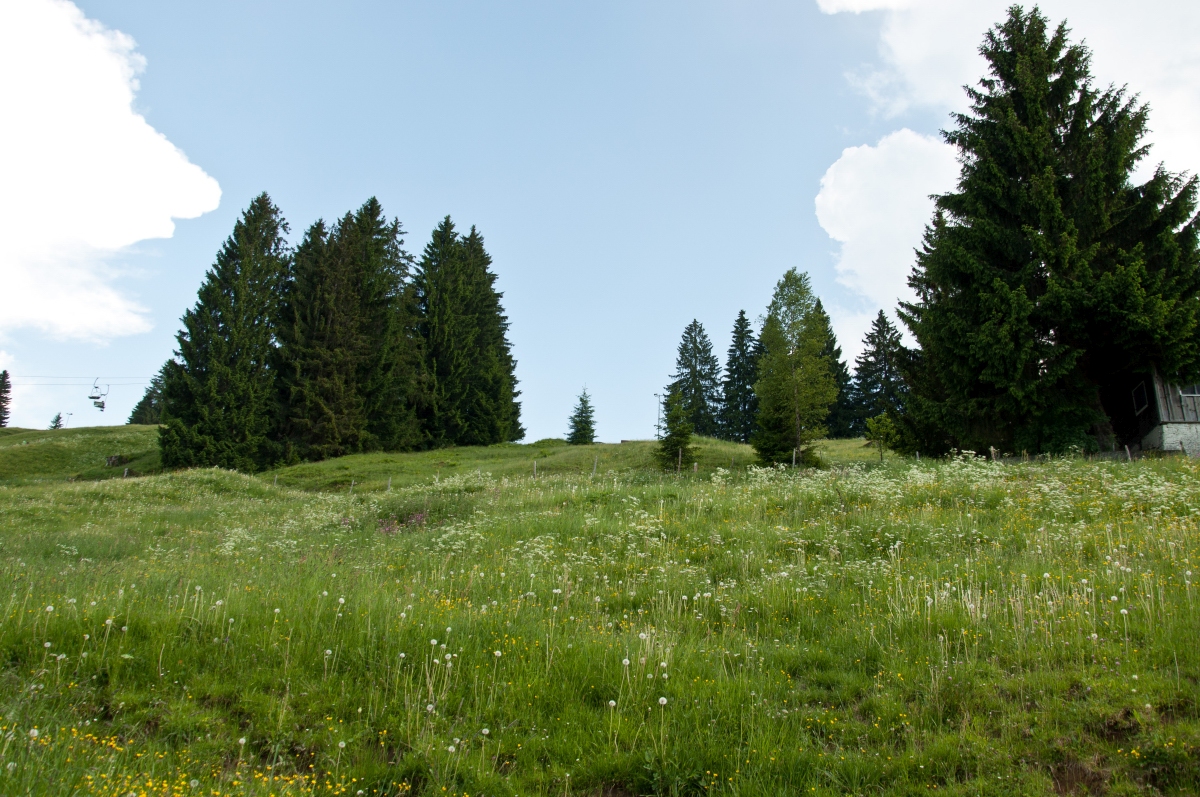 _dsc0342vvy48.jpg