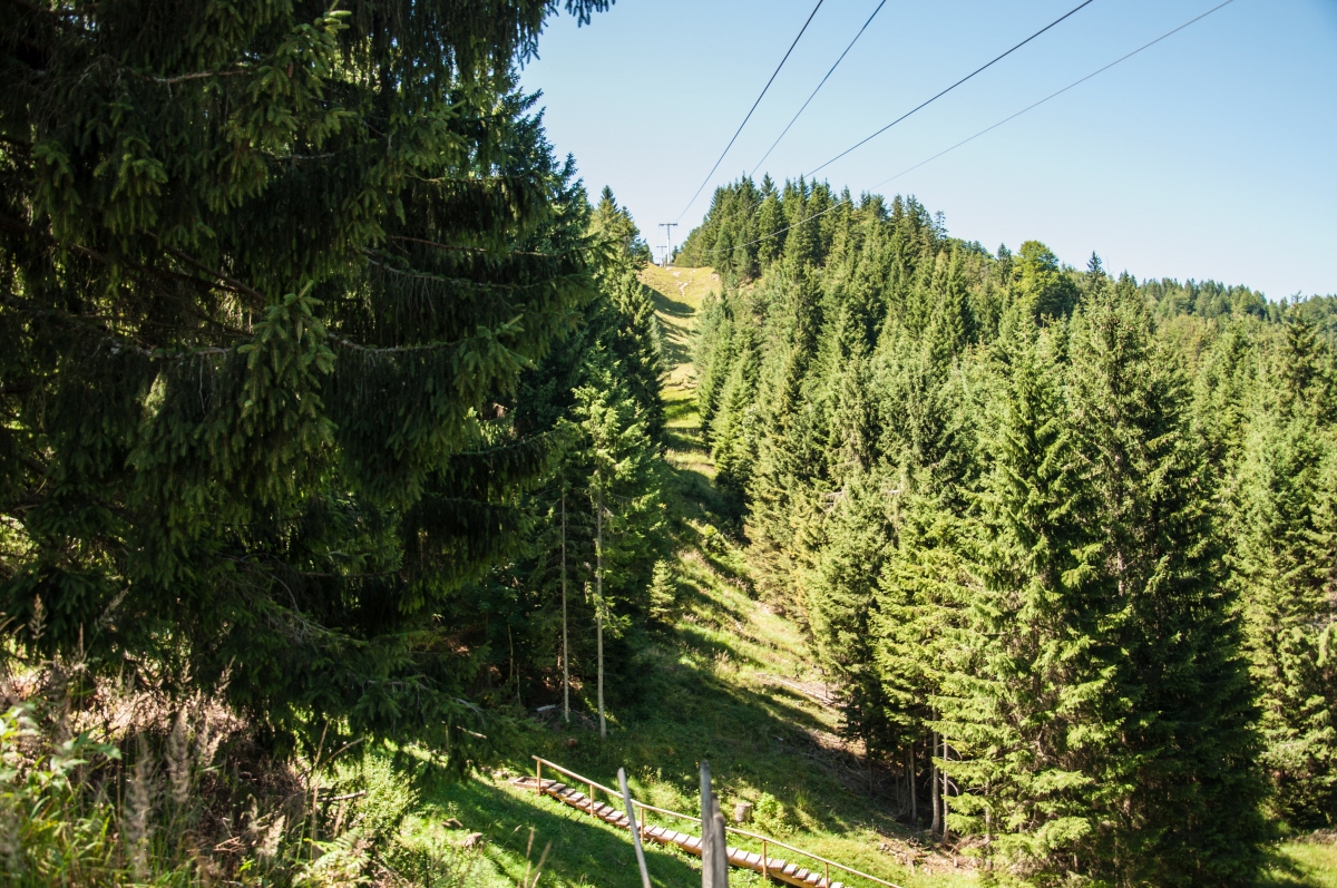 _dsc0382cypca.jpg