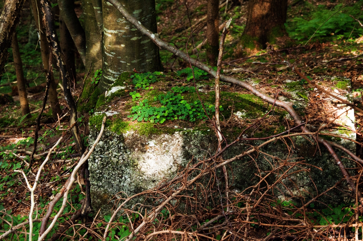 _dsc0473j7jca.jpg