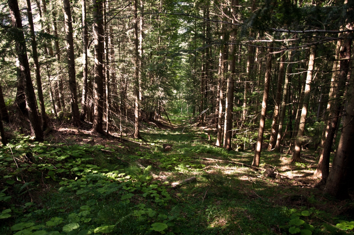 _dsc0475x5khz.jpg