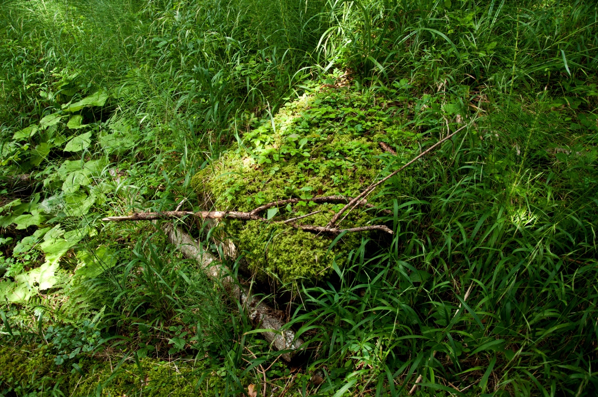 _dsc0479q6kl0.jpg
