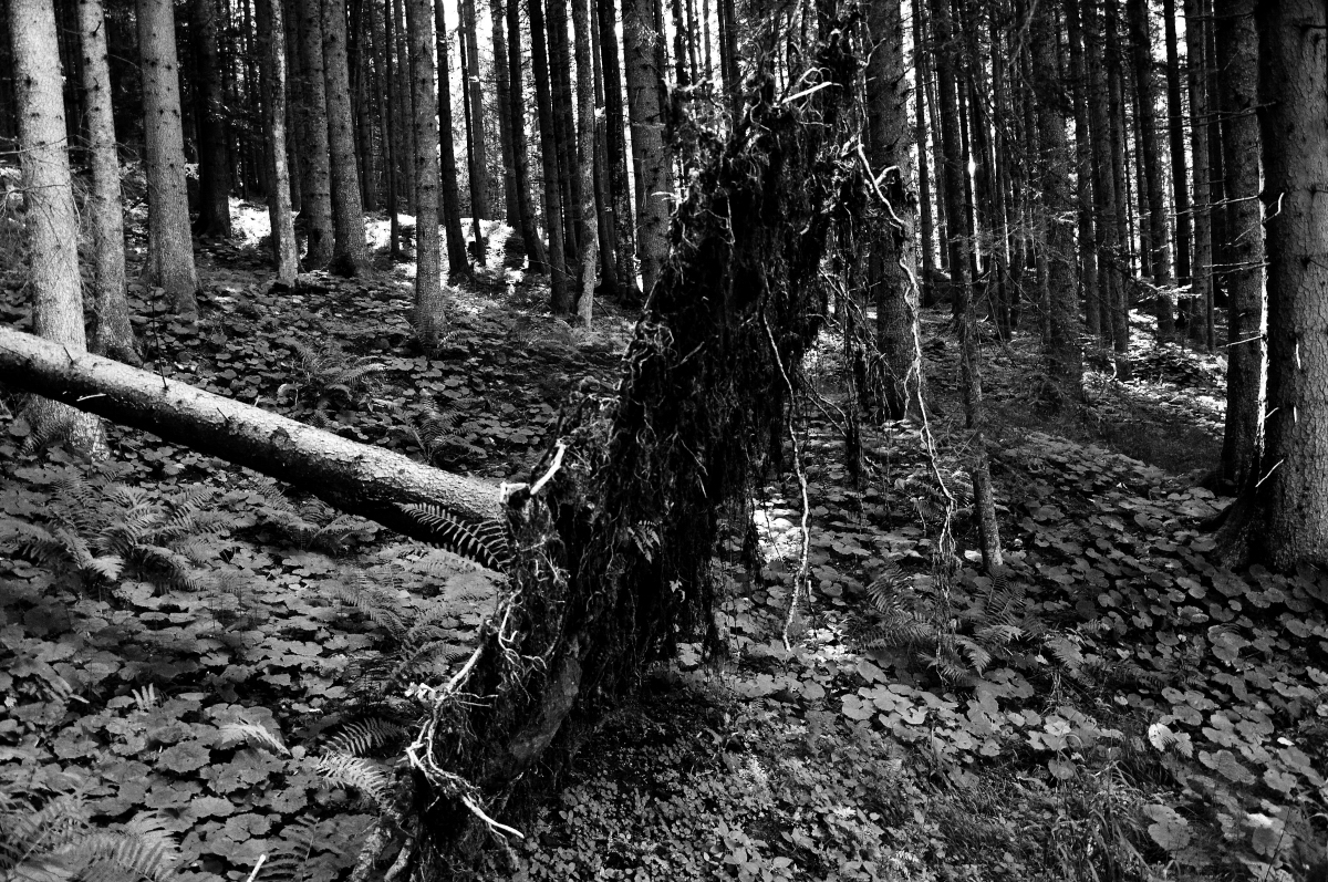 _dsc04923pknx.jpg