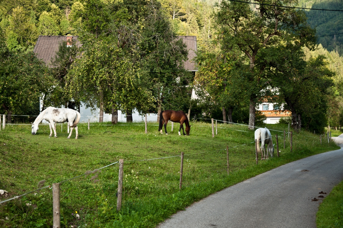 _dsc061385kvc.jpg