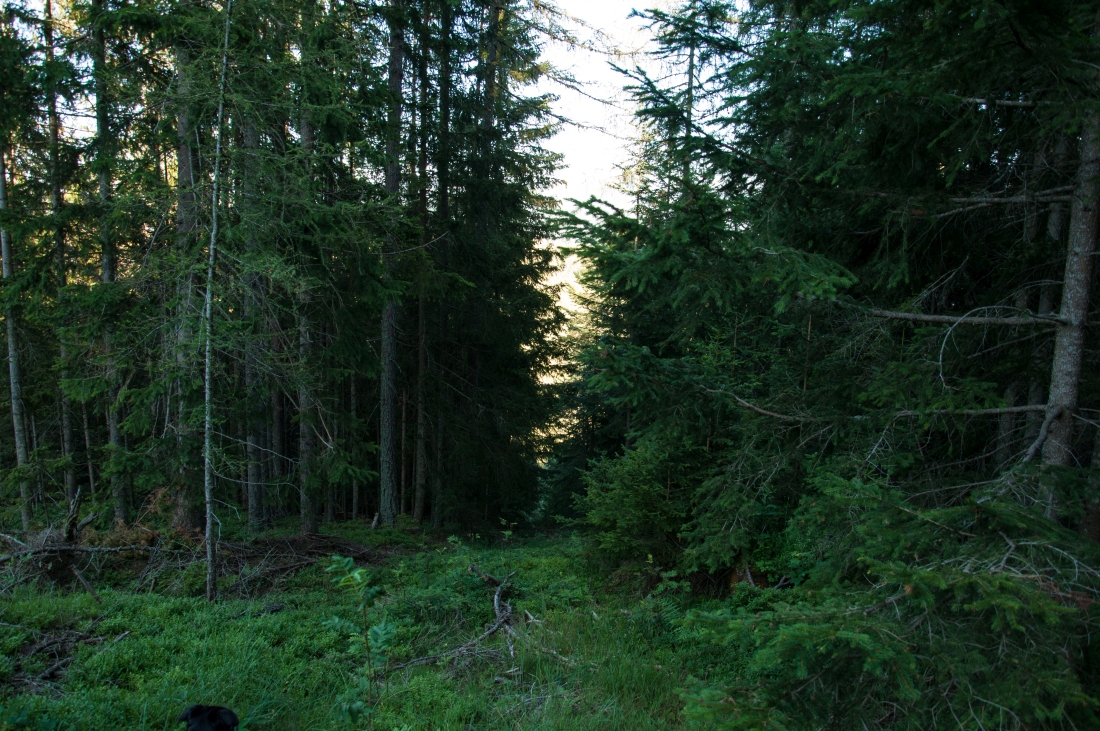 _dsc06372dlcd5.jpg