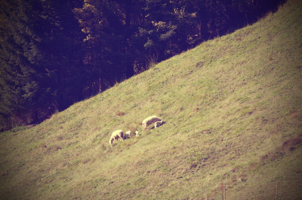 _dsc08912wyrw.jpg