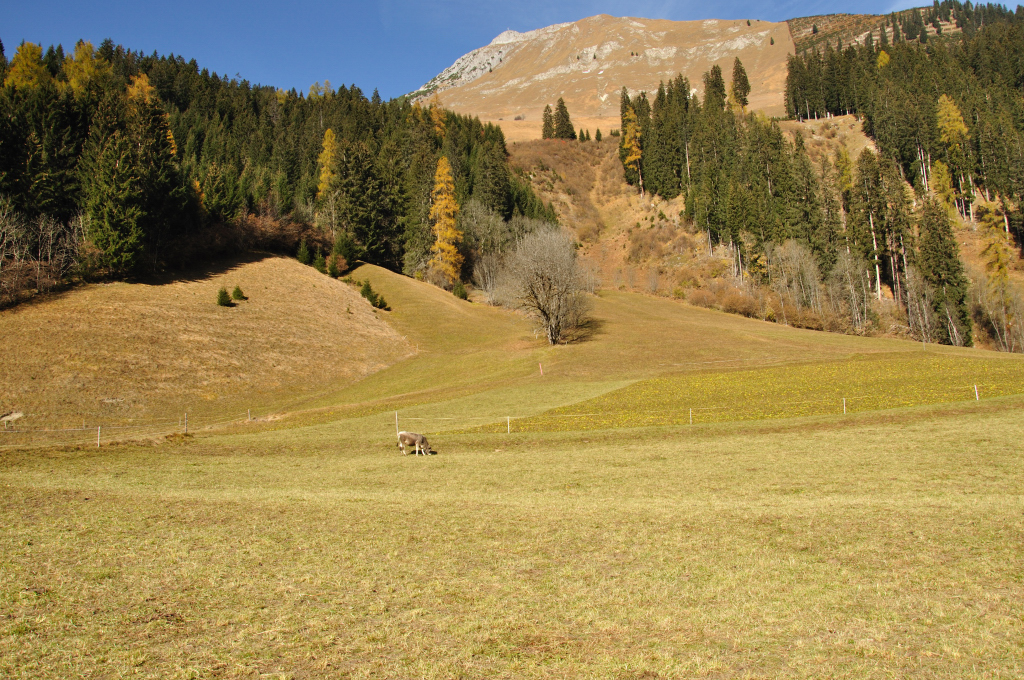 dsc_0779lyaa3.jpg