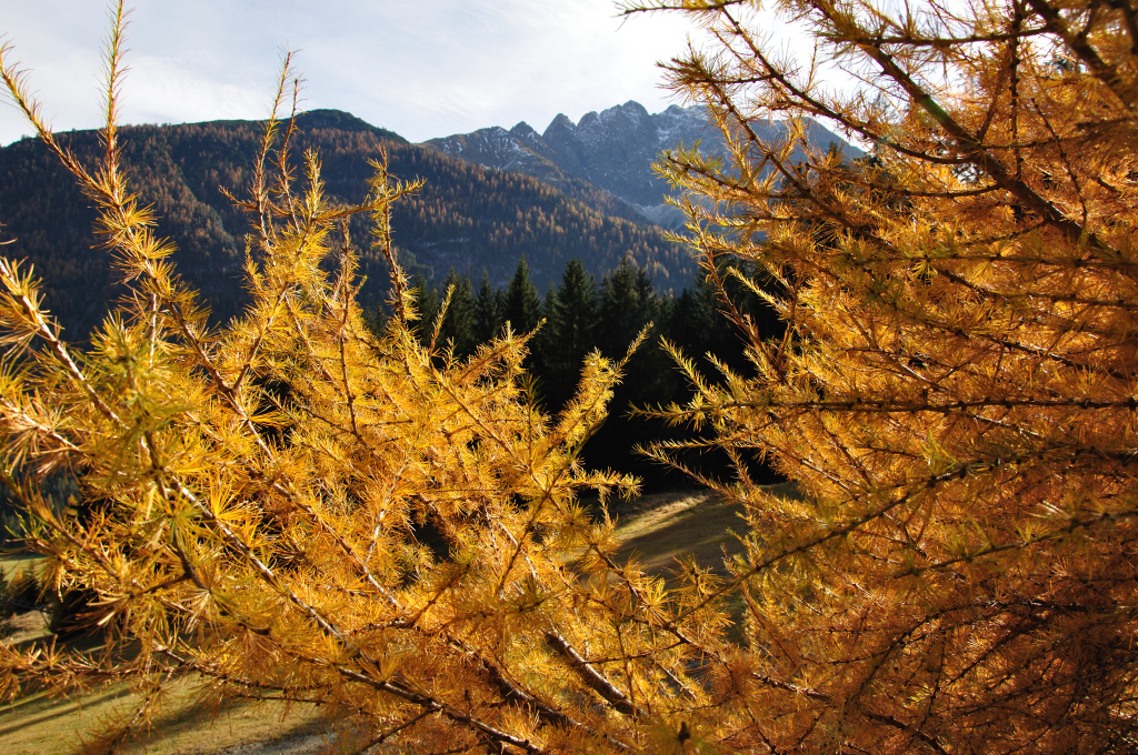 dsc_0805vclqd.jpg