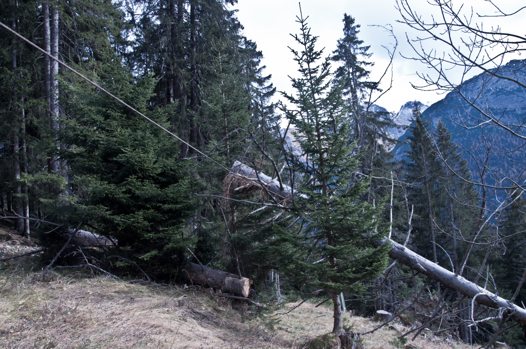 dsc_1007qqsi4.jpg