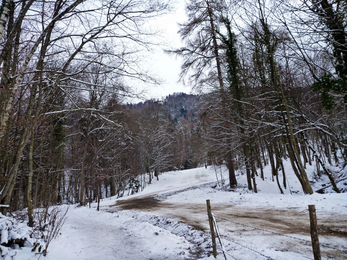p1290499hvk2p.jpg