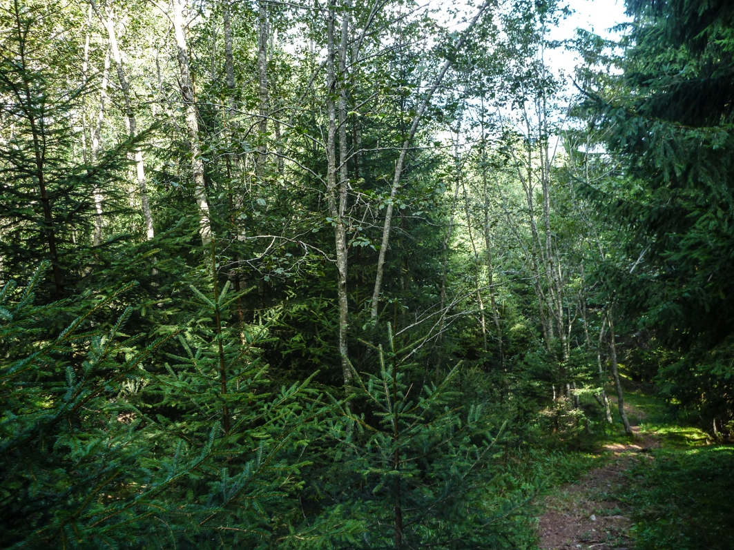 p144070439sz1.jpg