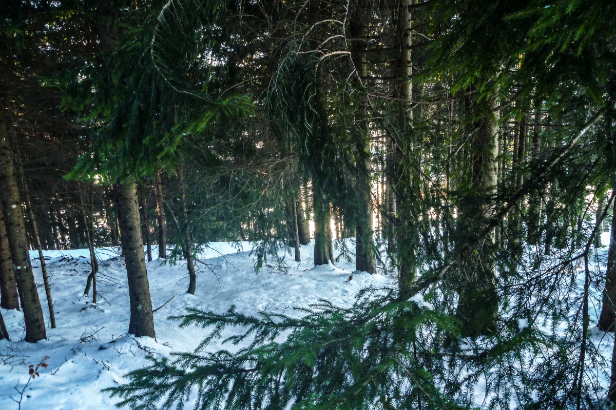 p1600747ytk0i.jpg