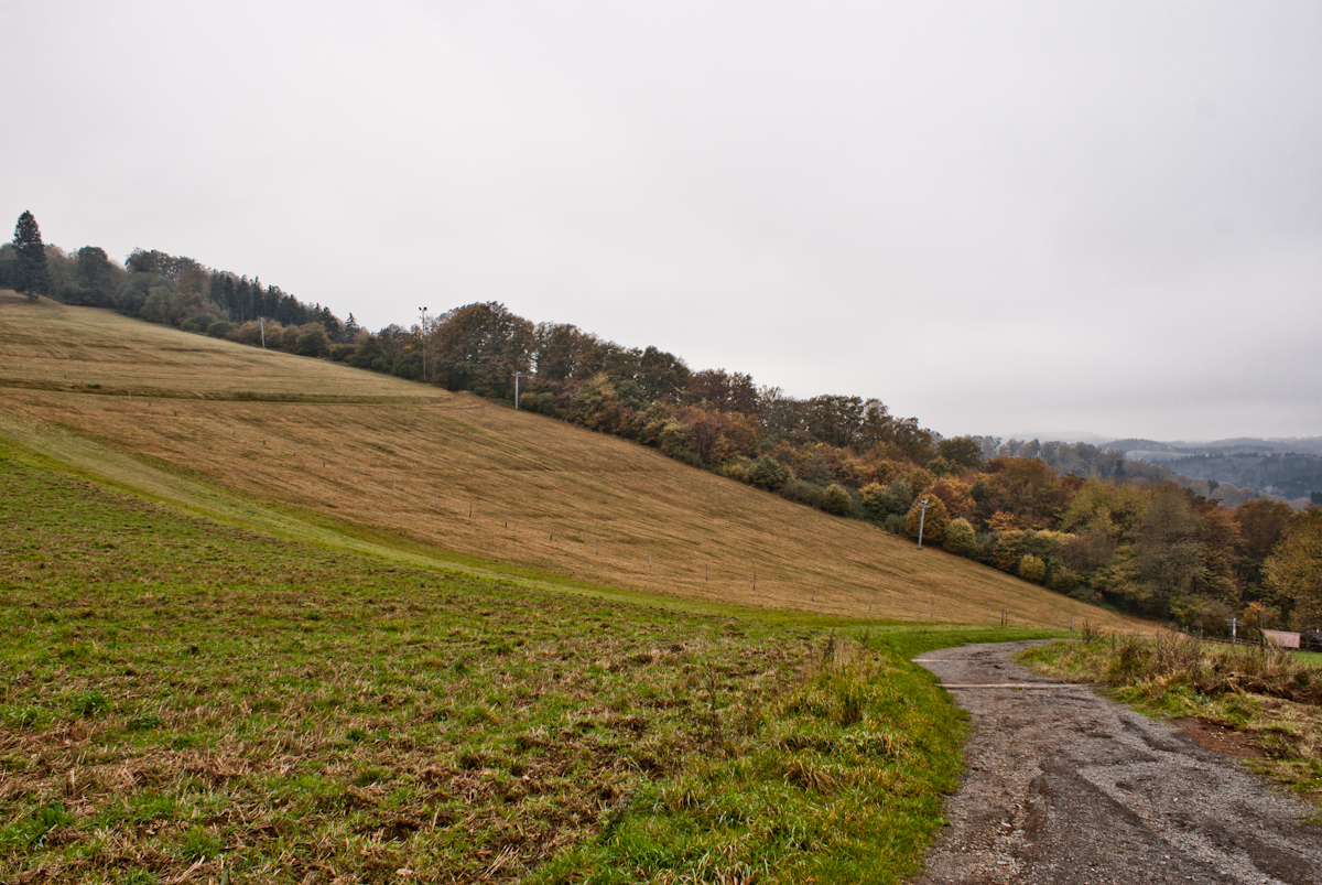 daun26von2r8pl4.jpg