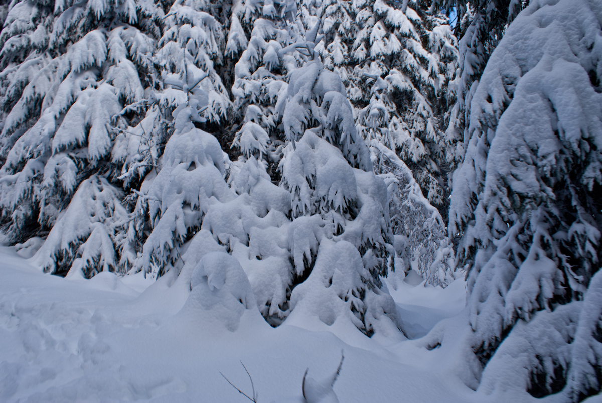 schwarzermann-02129ihsvv.jpg