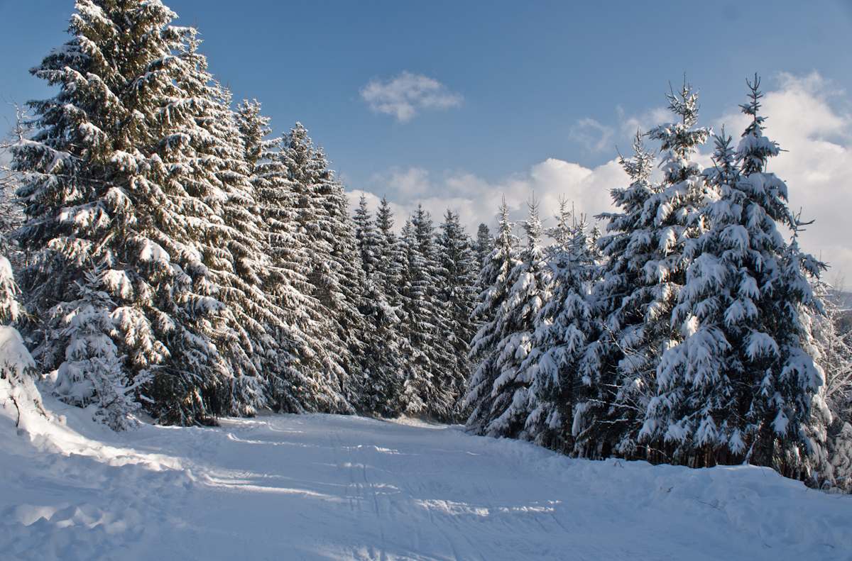 schwarzermann-02242mvs8g.jpg