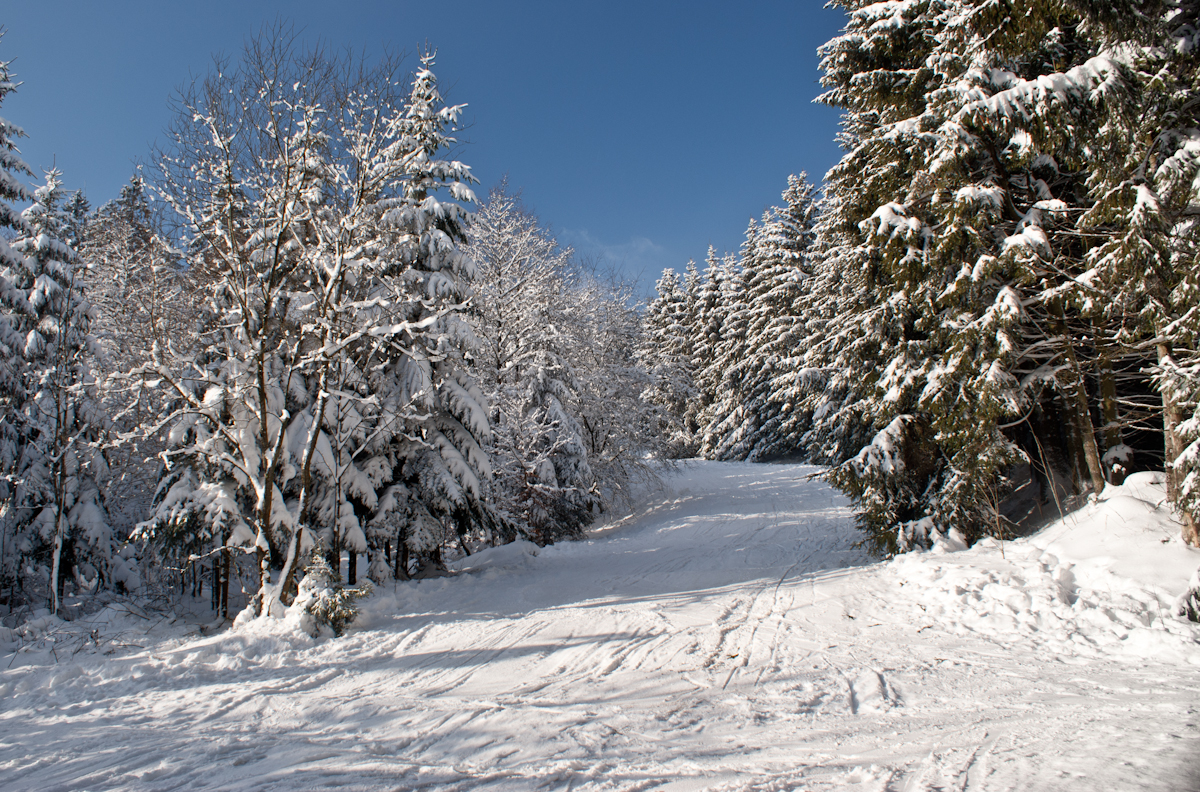 schwarzermann-022500halb.jpg