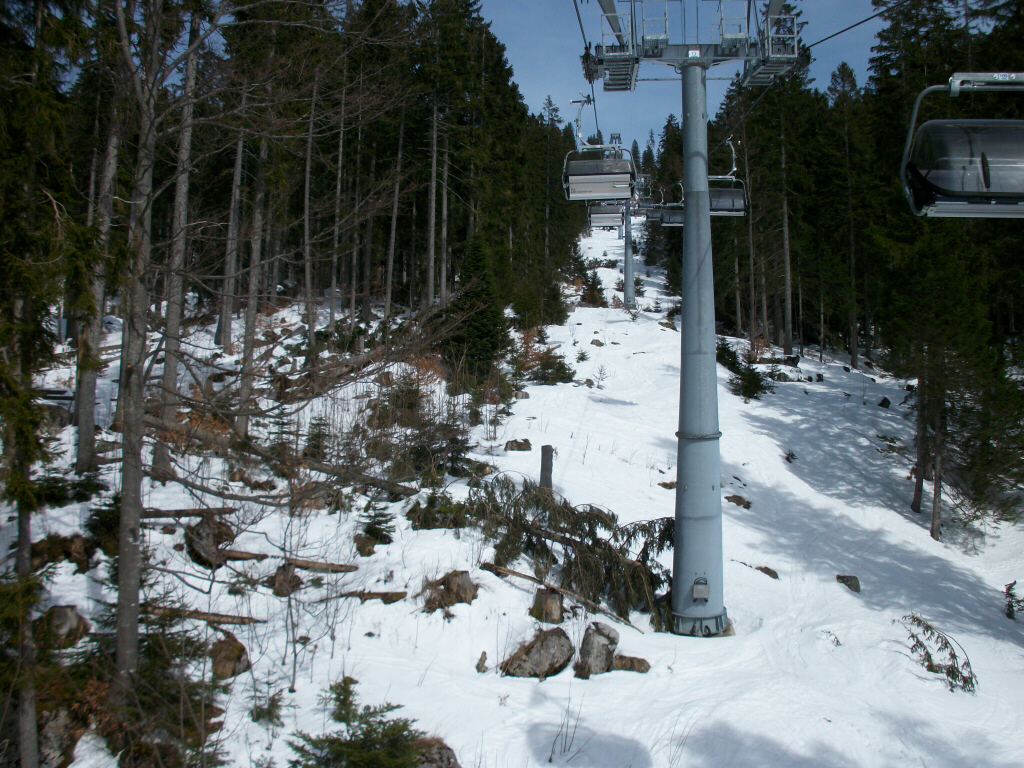 baumschdensttze12sutt18b6h.jpg