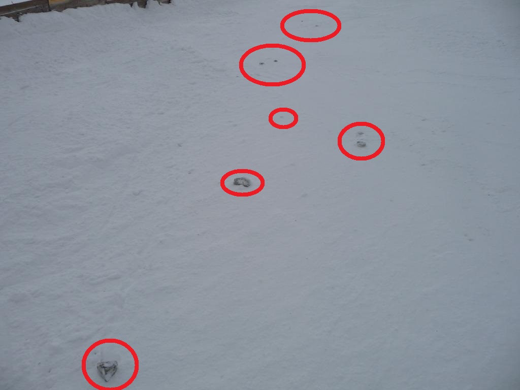 p1430600h3uvf.jpg