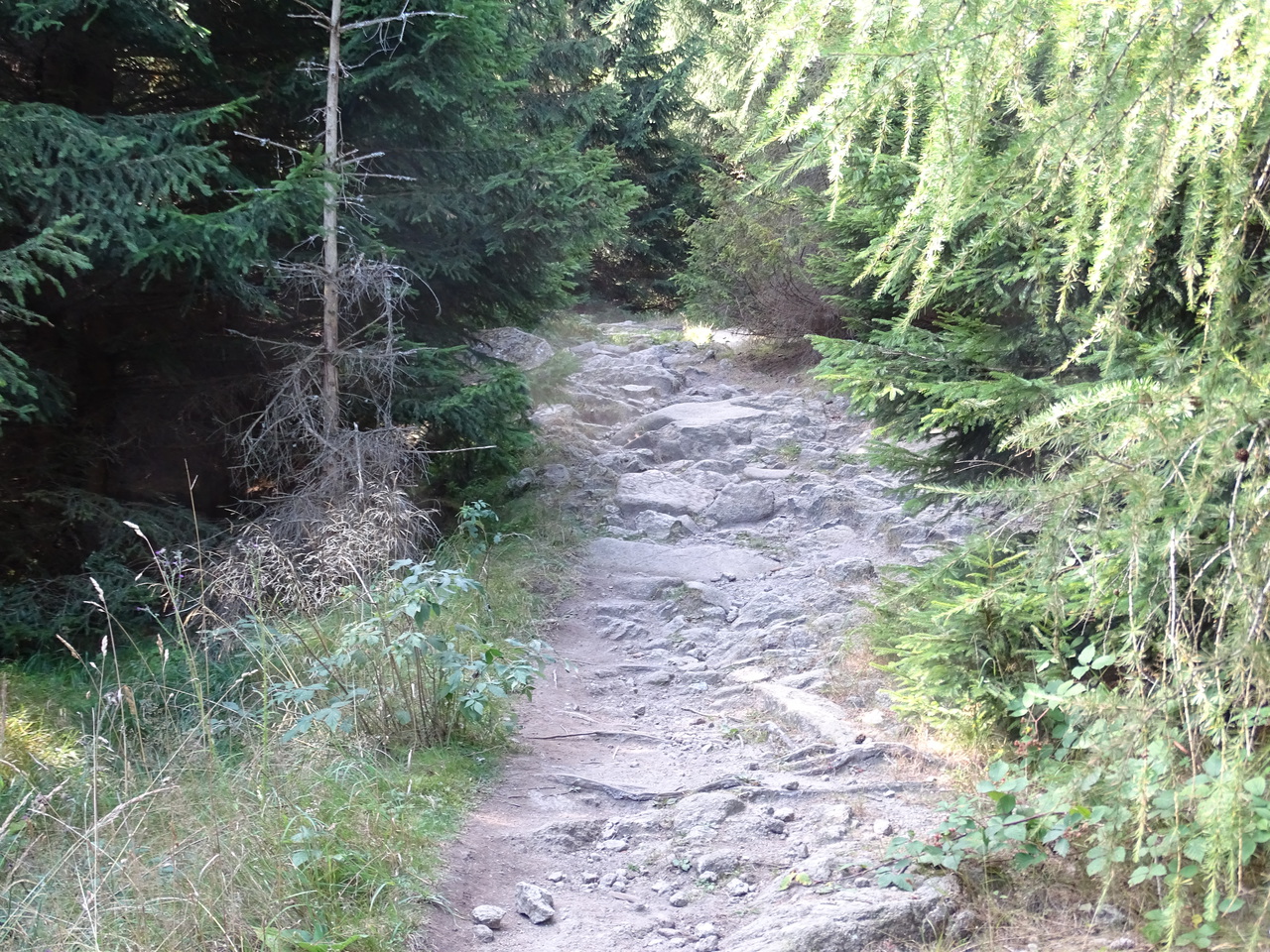 dsc01444rguhx.jpg