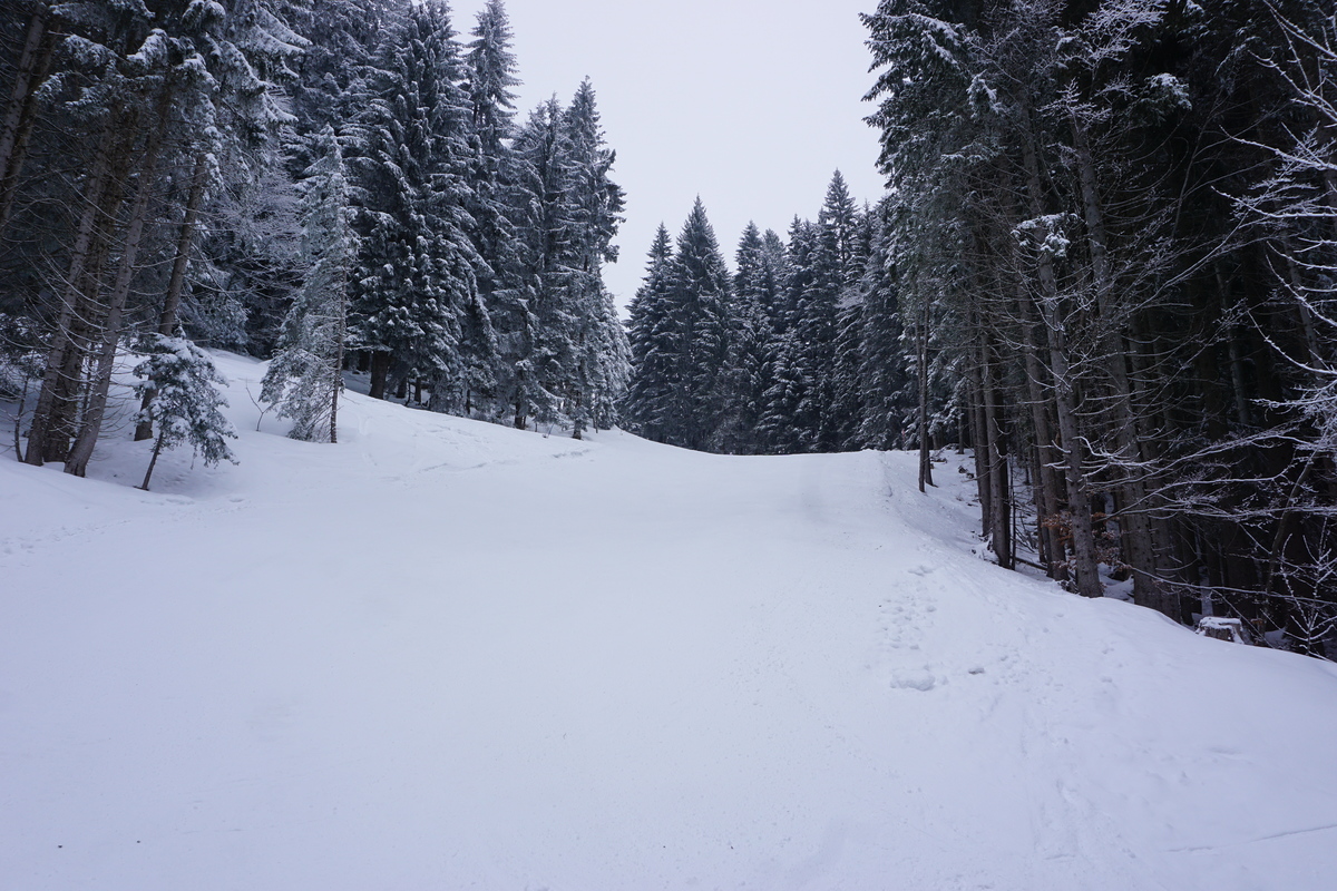 dsc06526brkxx.jpg