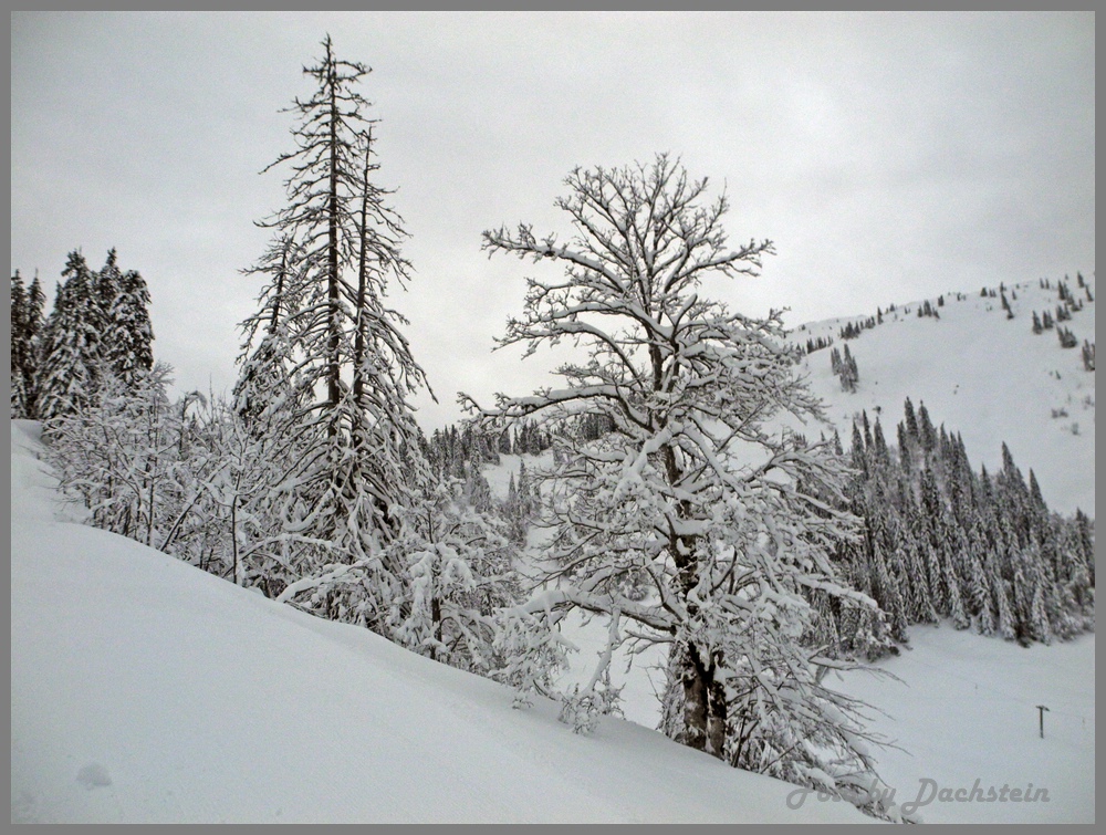 dscn0735asaxlm.jpg