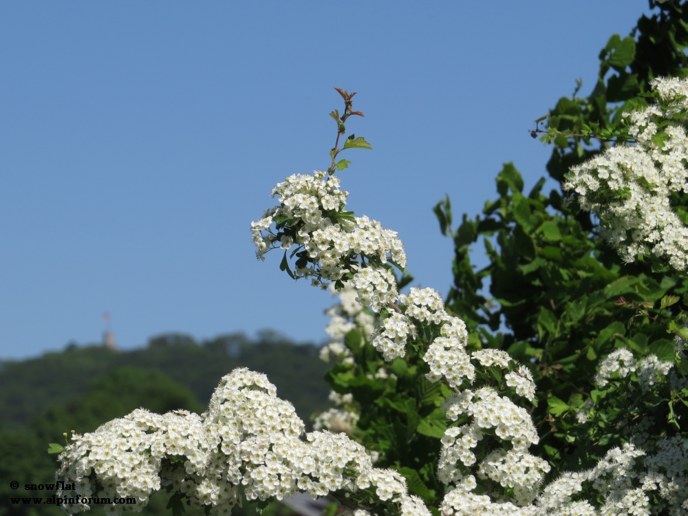bild2790jd2.jpg
