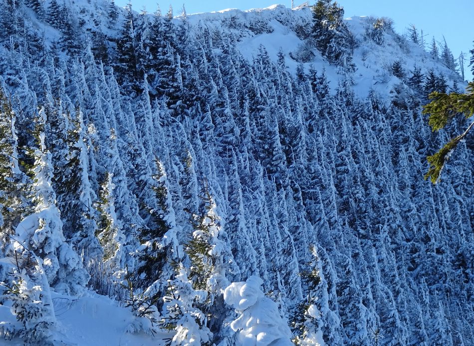 comp_15winterwaldrqs36.jpg