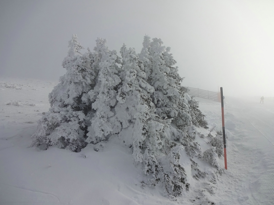 comp_16schneebaeume11bsob.jpg