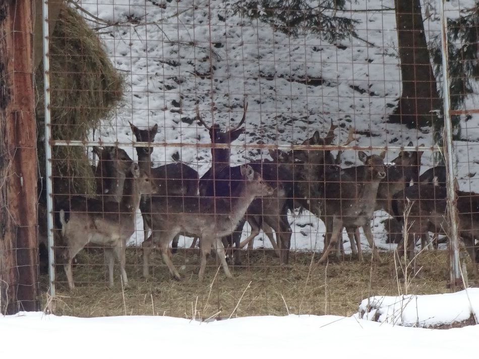 comp_23wildgehegeris66.jpg